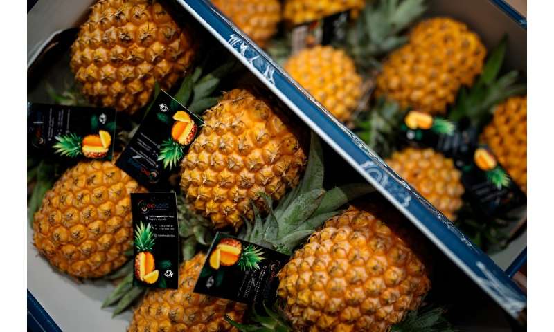 Pineapple leaves are being turned into trainers