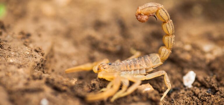 Exploring The Mysterious Healing Properties Of Scorpion Venom