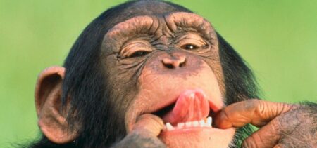 18 Silly Ways Baby Great Apes Annoy Their Elders, Science Finds