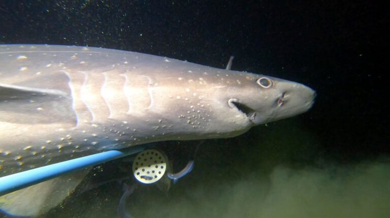 The Silent Extinction Threat To Deepwater Sharks And Rays