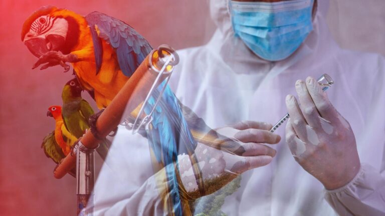 What Is Parrot Fever, The Disease That Has Killed Five People In Europe?