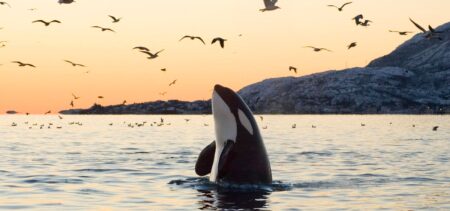 Whale Vs. Shark—A Biologist Breaks Down The Battle That Has Captivated The World