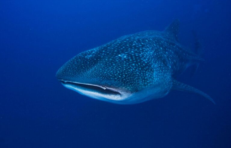 How To Save Peru’s Biggest Fish: The Whale Shark