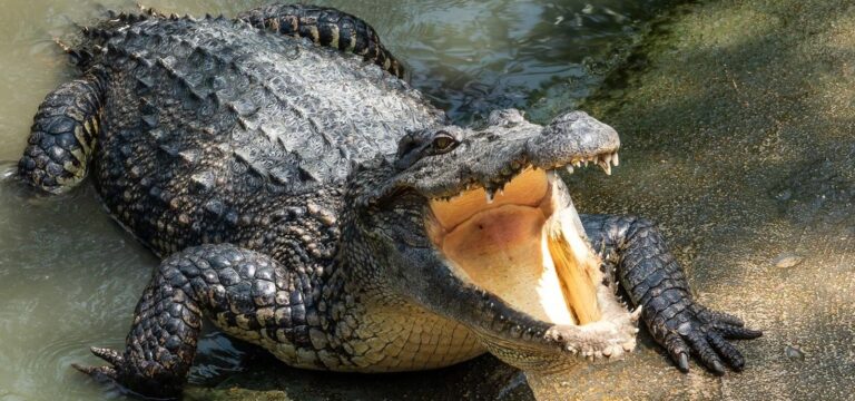 3 Reasons Why Crocodiles Are As Indestructible As They Look